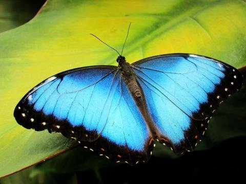 Butterfly Guardians: Costa Rica's Farm Project for Conservation