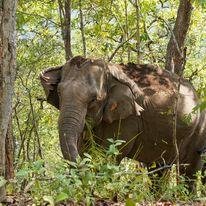 Thailand's Elephant Support Program: Visit and Support