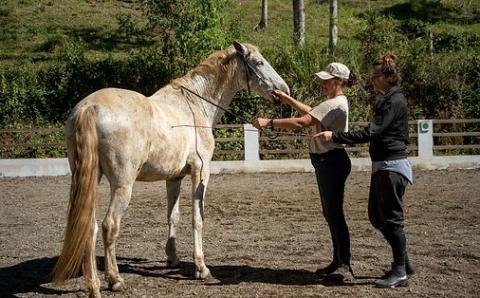 Costa Rica Horse Care: Volunteer for Equine Welfare