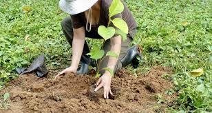 One Tree per Volunteer  Program - Costa Rica
