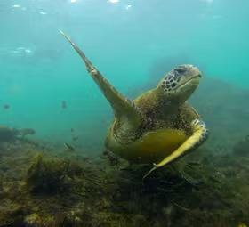 Monitoring and Conservation of Sea Turtle Nests Project Program - Ecuador