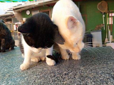 Animal Sanctuary: Nurturing and Protecting - Spain