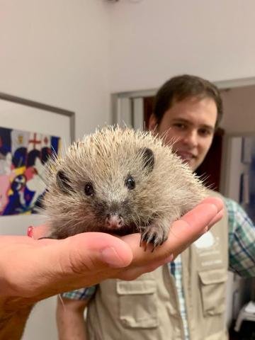 Portugal's Hedgehog Rescue: Embracing Conservation and Care