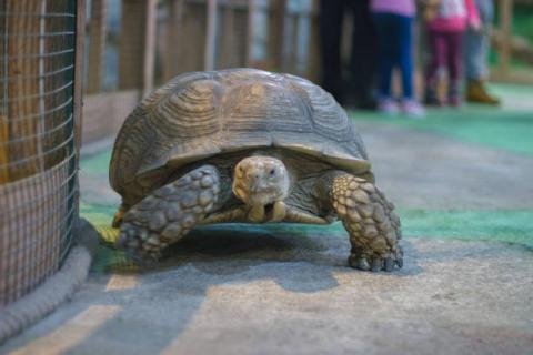 Giant Tortoise Breeding Center Volunteer