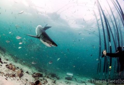 Shark &amp; Marine Research Volunteer Institute - South Africa