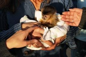 Rescue Guardians: Protecting Costa Rica's Wildlife