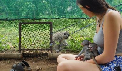 Vervet Monkey Foundation