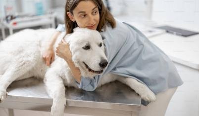 Veterinary Work Experience Internship in Ghana