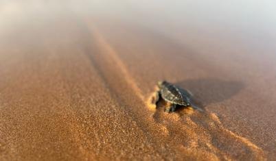  Volunteering Tourism 