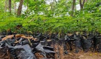  Volunteering Tourism 