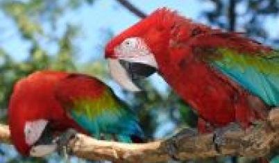 first hand costa rica