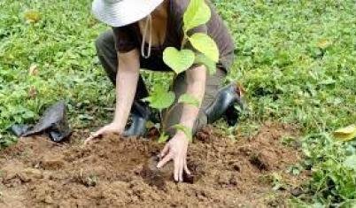 first hand costa rica