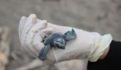 first hand costa rica 