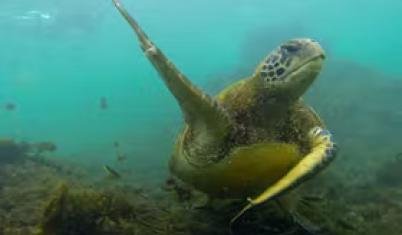 Monitoring and Conservation 