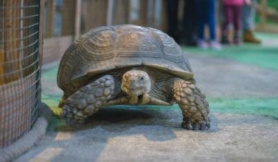 A volunteer in the tortoise center