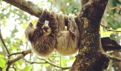 first hand costa rica 