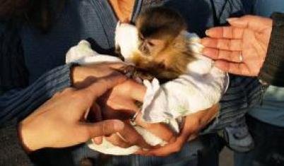 first hand costa rica 