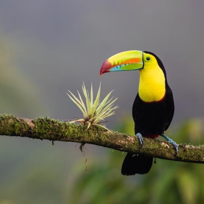 Volunteer in Costa Rica