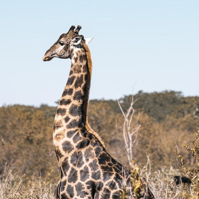 Volunteering Projects in Zimbabwe