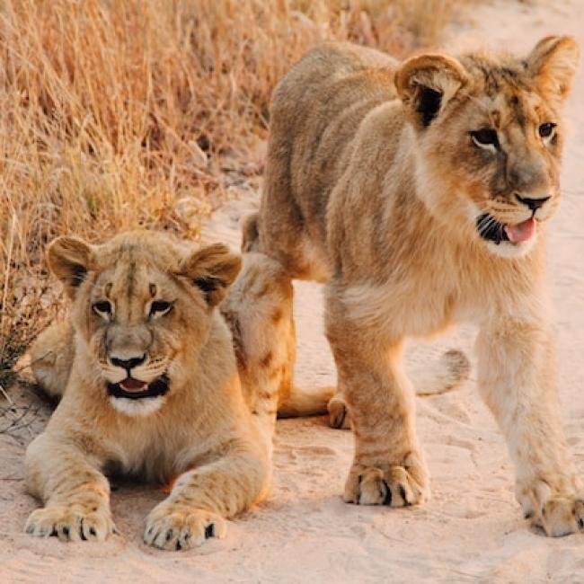 Volunteering Projects in Zimbabwe