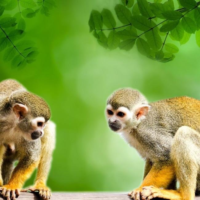 Best South America Volunteer Programs 2024 & 2025