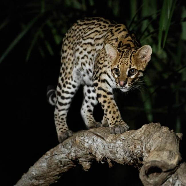 Volunteer in Belize Programs