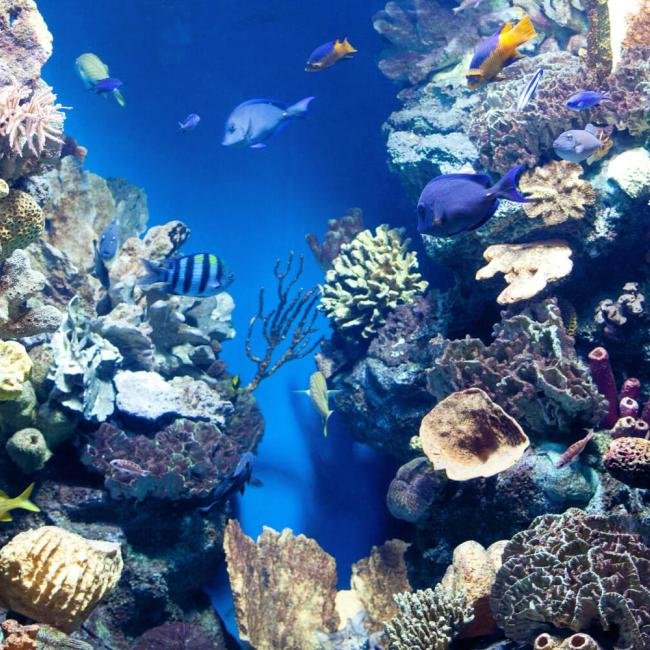 Volunteer in Belize Programs