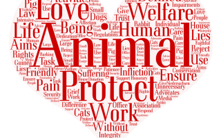 Ethical Considerations in Wildlife Conservation: Balancing Conservation and Animal Welfare