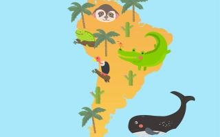 Exploring South America A Journey into Wildlife Conservation 