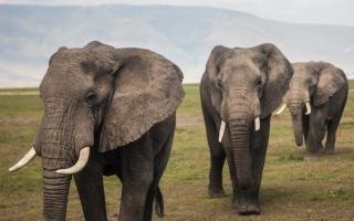 Exploring Wildlife Conservation Volunteer Opportunities in Asia 