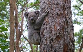 Ripple Effect: How Wildlife Conservation Affects Us