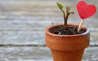 Supporting Wildlife Conservation Efforts Making a Difference from Afar