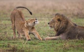 Wildlife Conservation Volunteering Projects Duration and Impact