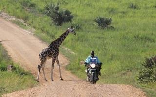 Wildlife Conservation Today