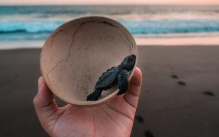 Key Principles of Marine Conservation