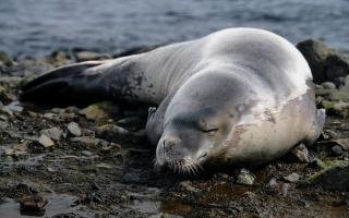 Volunteer for Marine Conservation