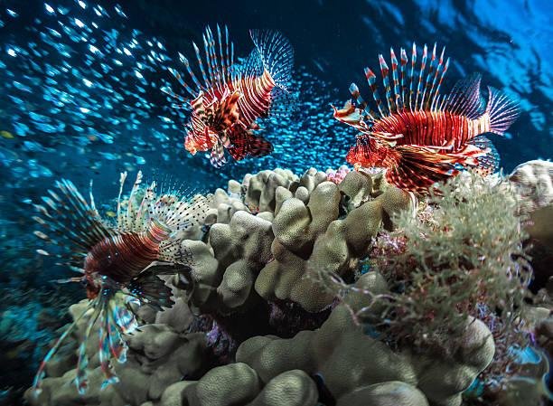 Combating Invasive Species in Belize: Volunteer for Marine Conservation