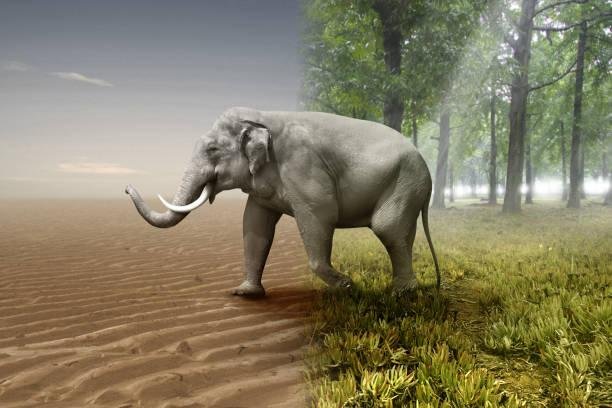 The Enigmatic World of Elephants: Insights into Their Intelligence and Social Dynamics