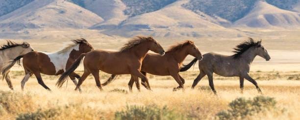 Horses in the Wild